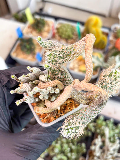 Imported cactus cluster (#6) | Ehciveria | Hoyas | Sansevieria