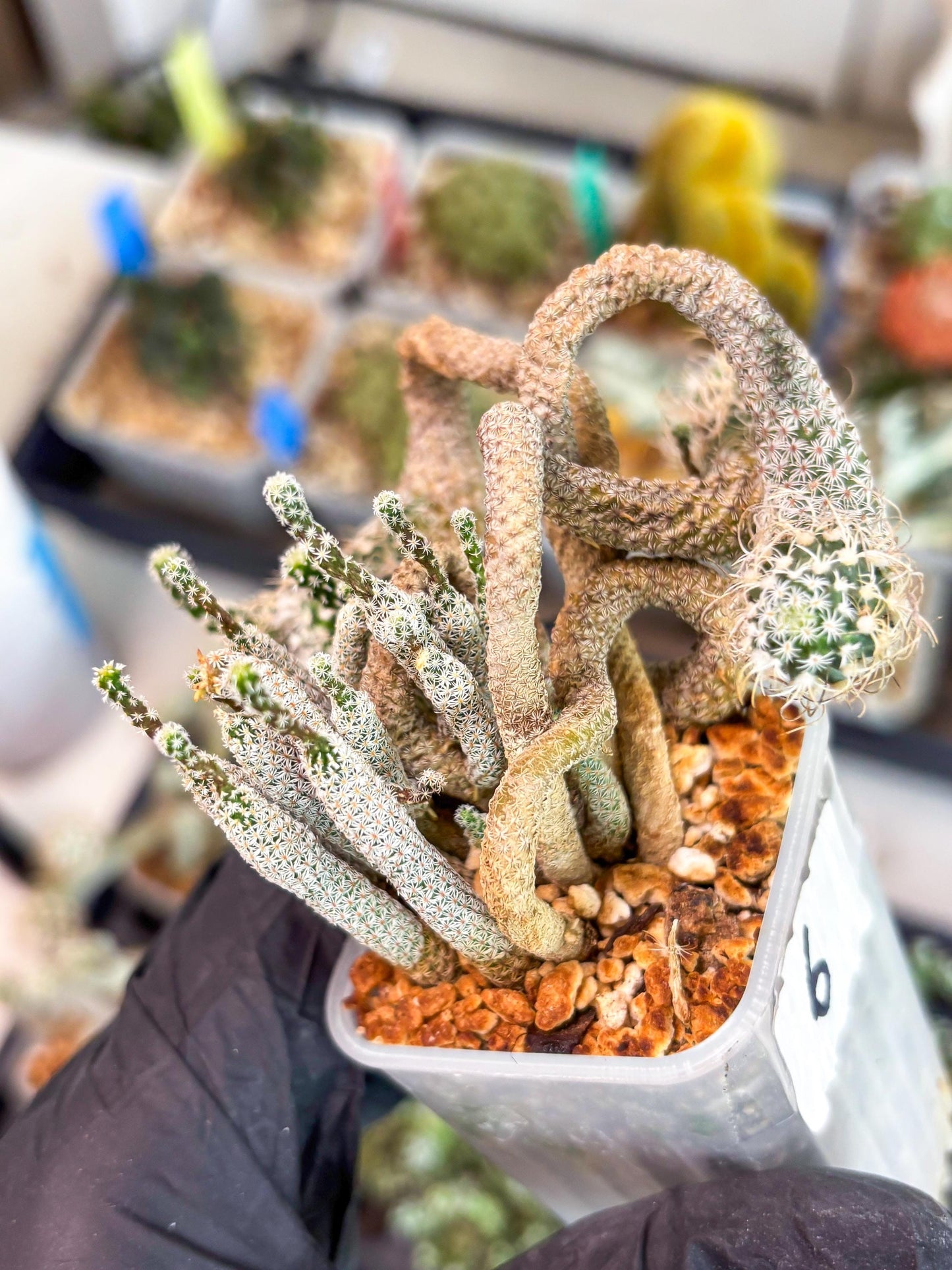 Imported cactus cluster (#6) | Ehciveria | Hoyas | Sansevieria