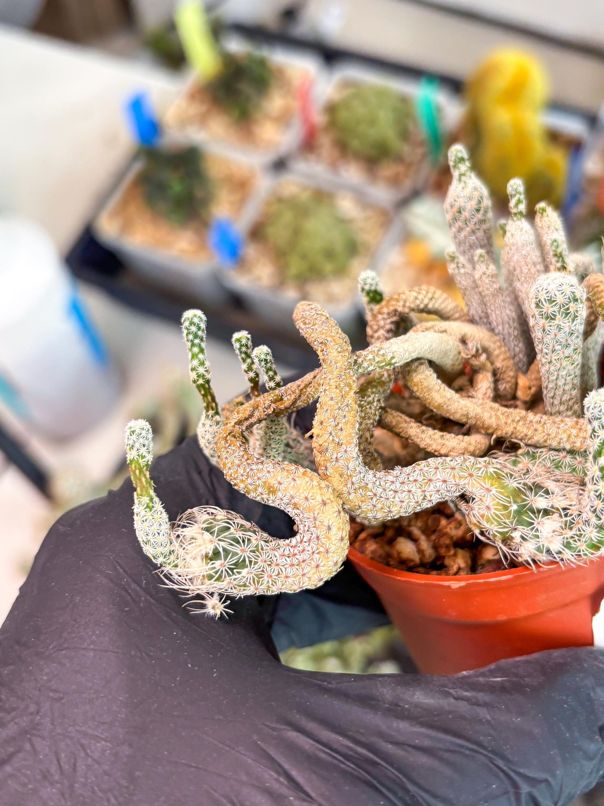 Imported cactus cluster (#4) | Ehciveria | Hoyas | Sansevieria