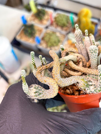 Imported cactus cluster (#4) | Ehciveria | Hoyas | Sansevieria