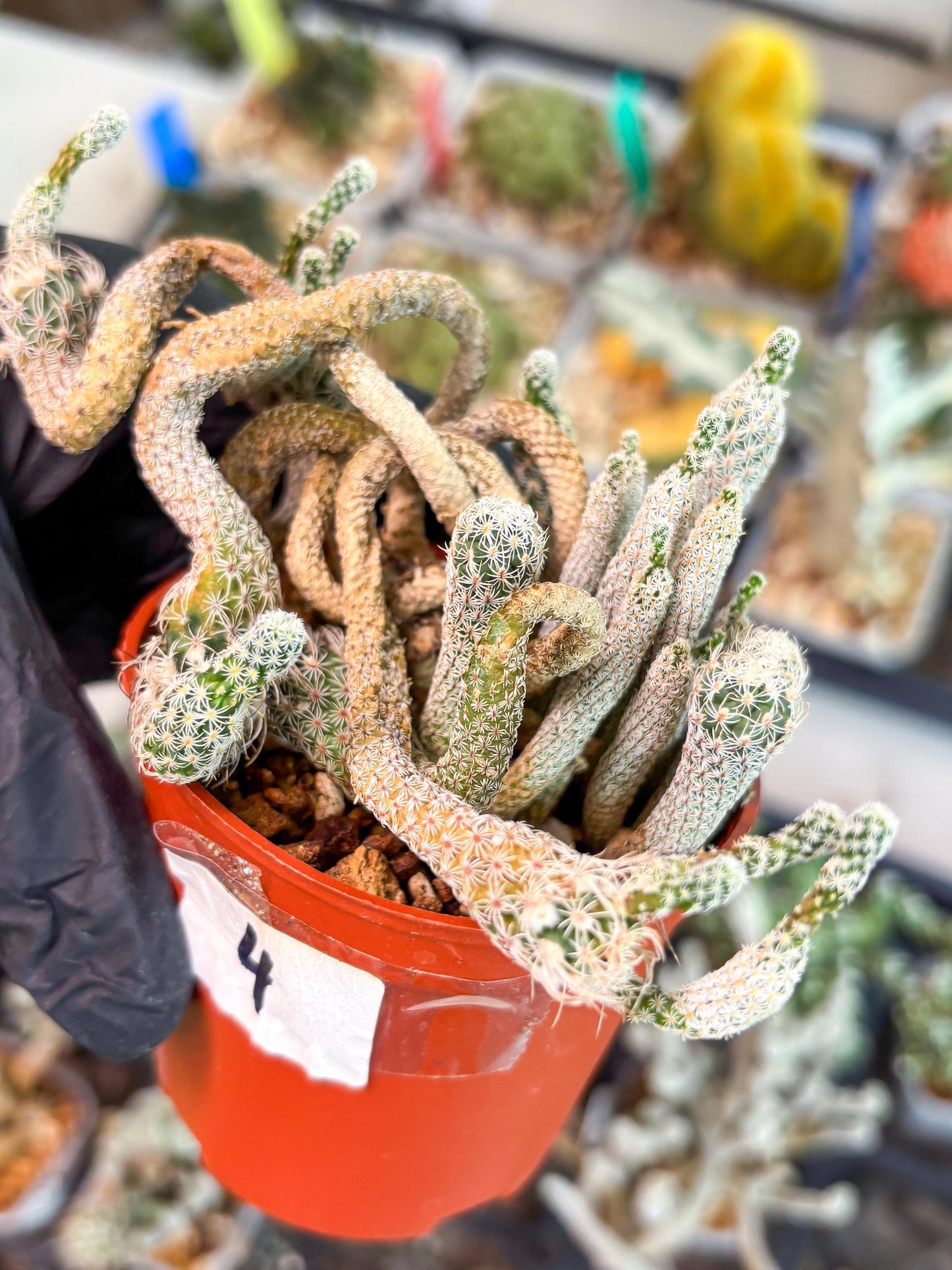 Imported cactus cluster (#4) | Ehciveria | Hoyas | Sansevieria