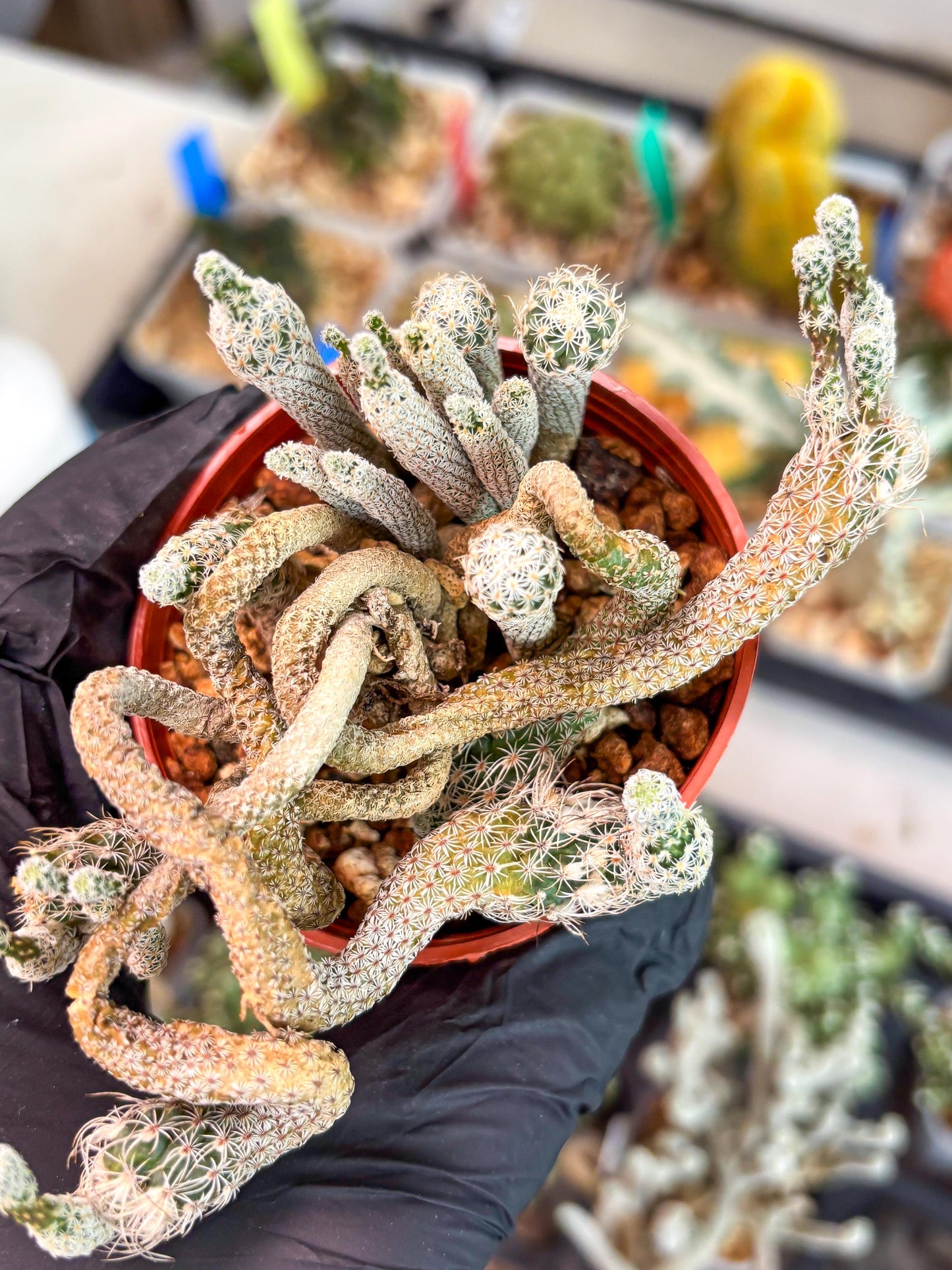 Imported cactus cluster (#4) | Ehciveria | Hoyas | Sansevieria