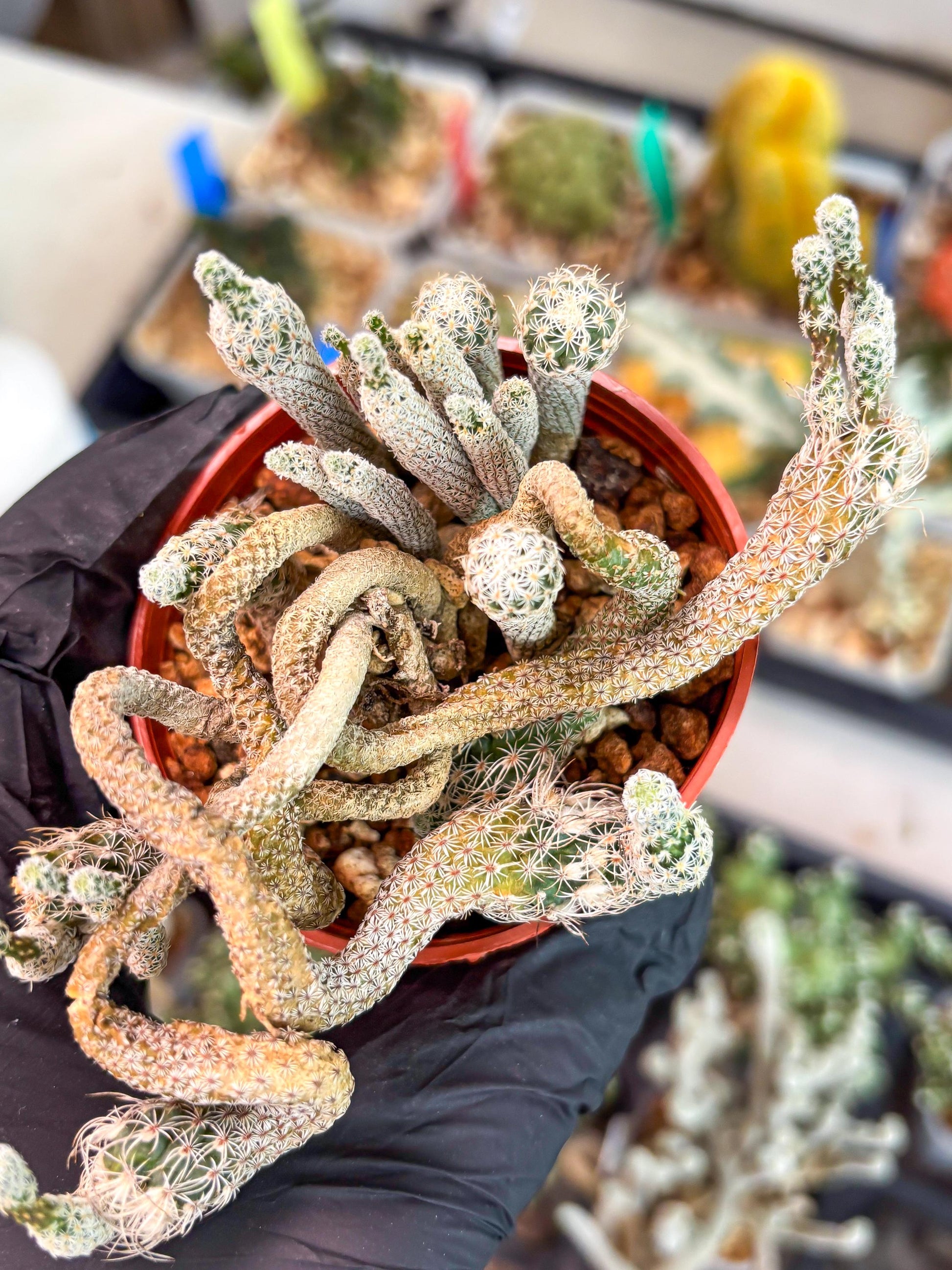 Imported cactus cluster (#4) | Ehciveria | Hoyas | Sansevieria