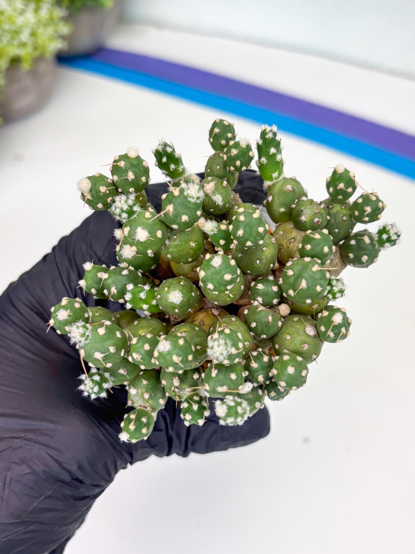 Tephrocactus Rossianus (b) | Imported Cactus