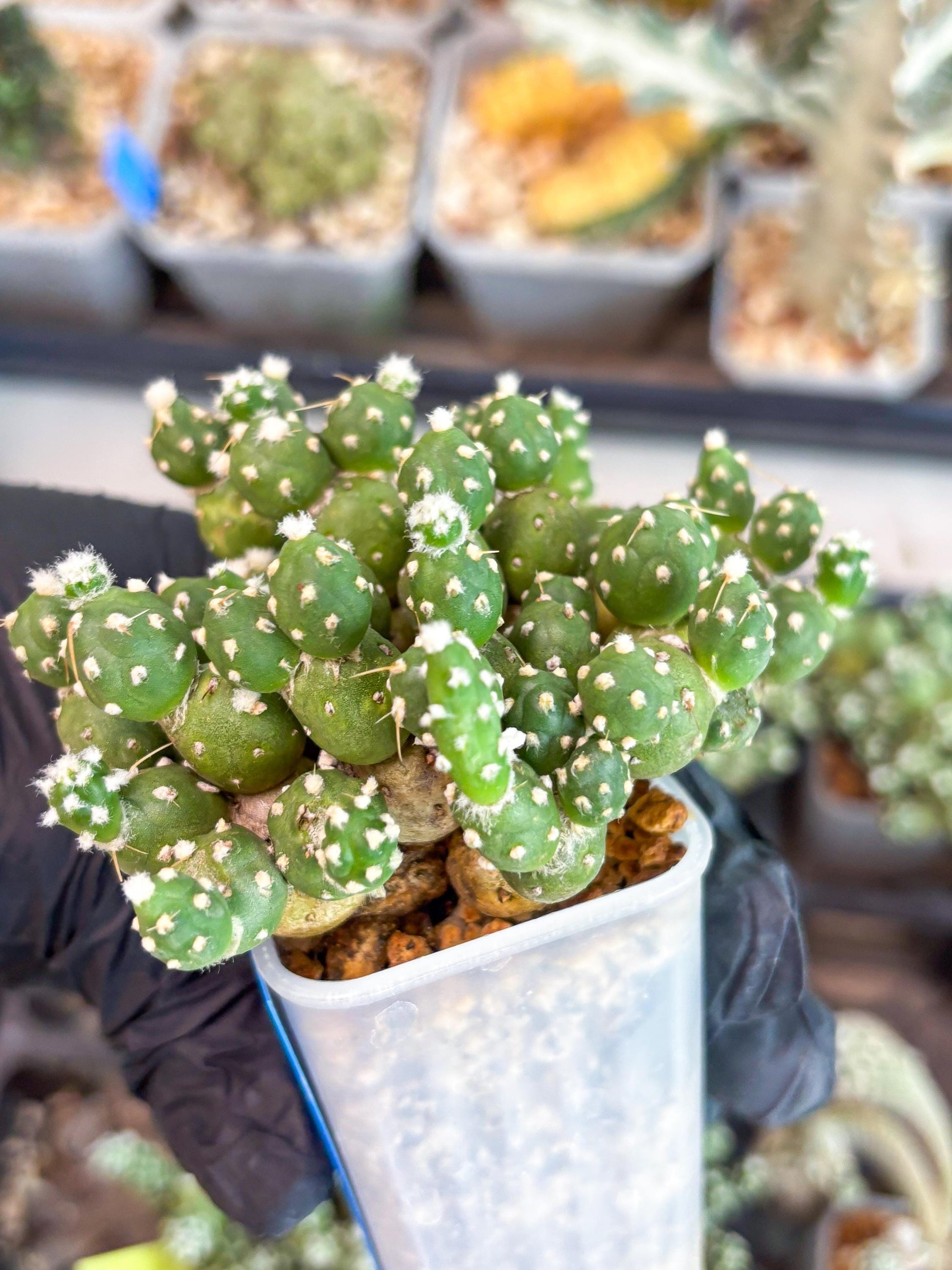 Tephrocactus Rossianus (b) | Imported Cactus