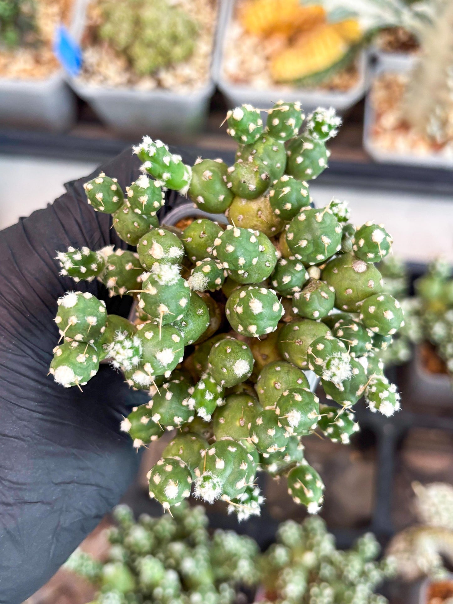 Tephrocactus Rossianus (b) | Imported Cactus