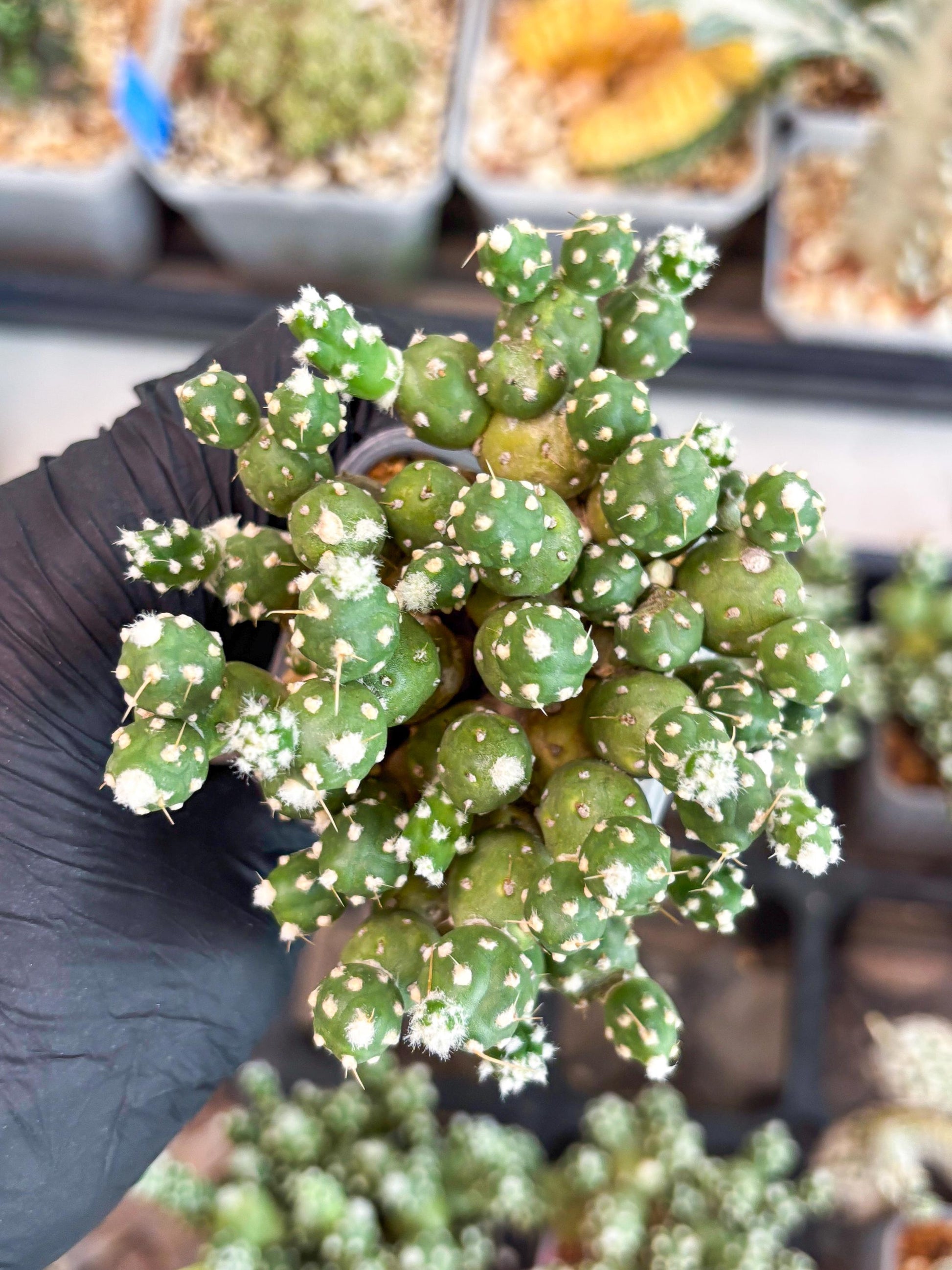 Tephrocactus Rossianus (b) | Imported Cactus