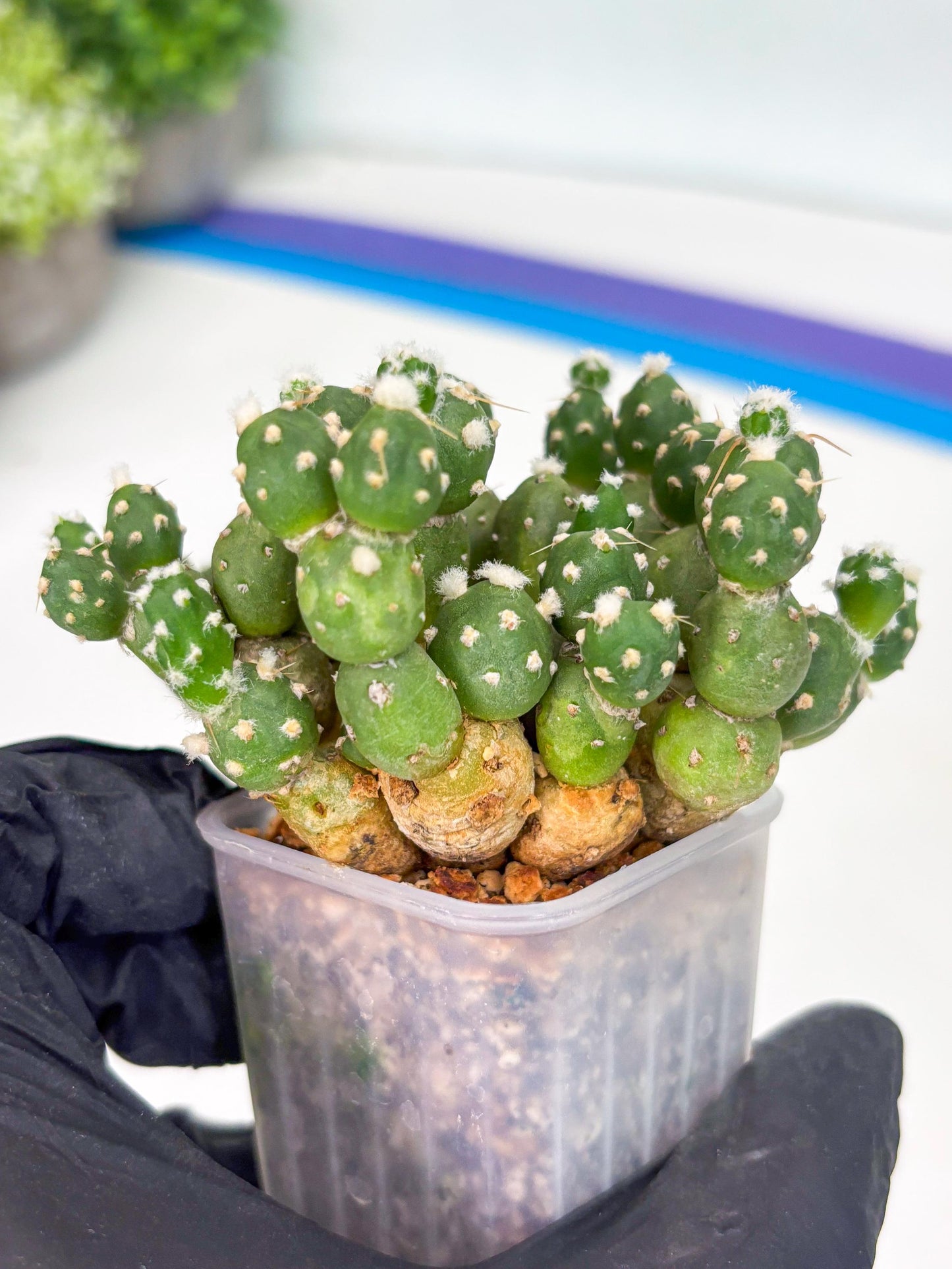 Tephrocactus Rossianus (b) | Imported Cactus