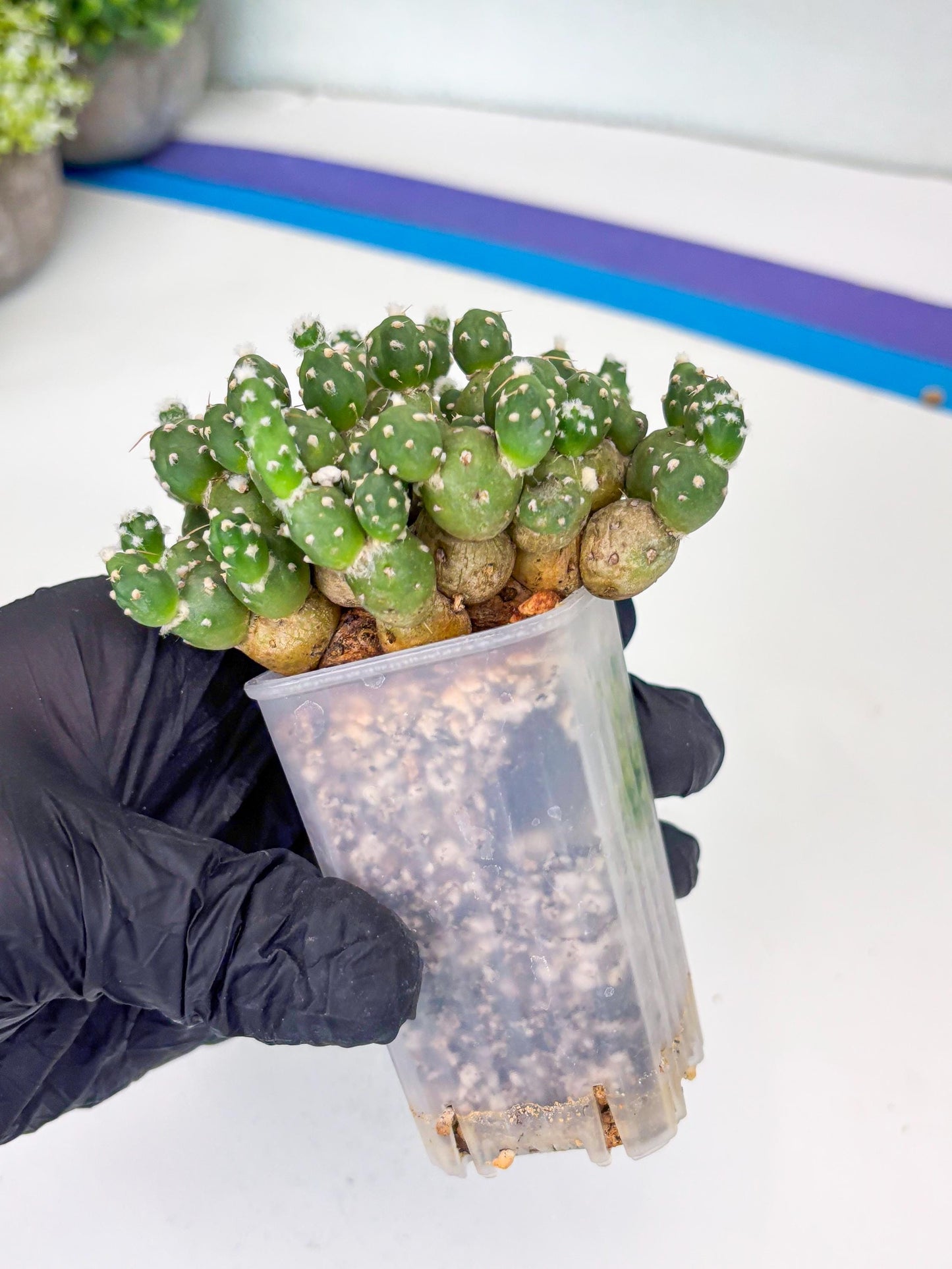 Tephrocactus Rossianus (b) | Imported Cactus