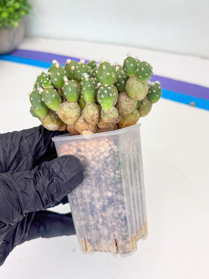 Tephrocactus Rossianus (g) | Imported Cactus