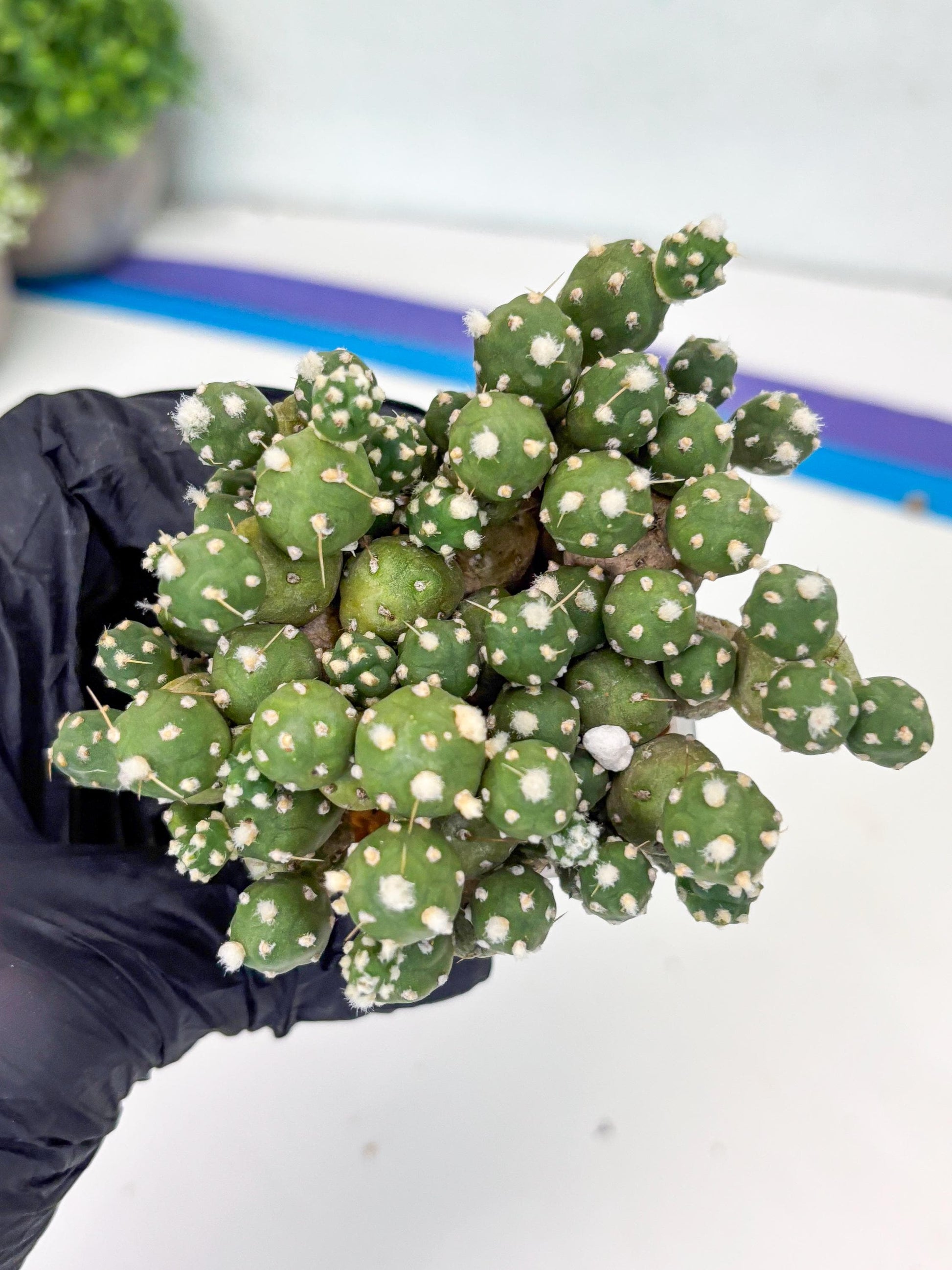 Tephrocactus Rossianus (g) | Imported Cactus