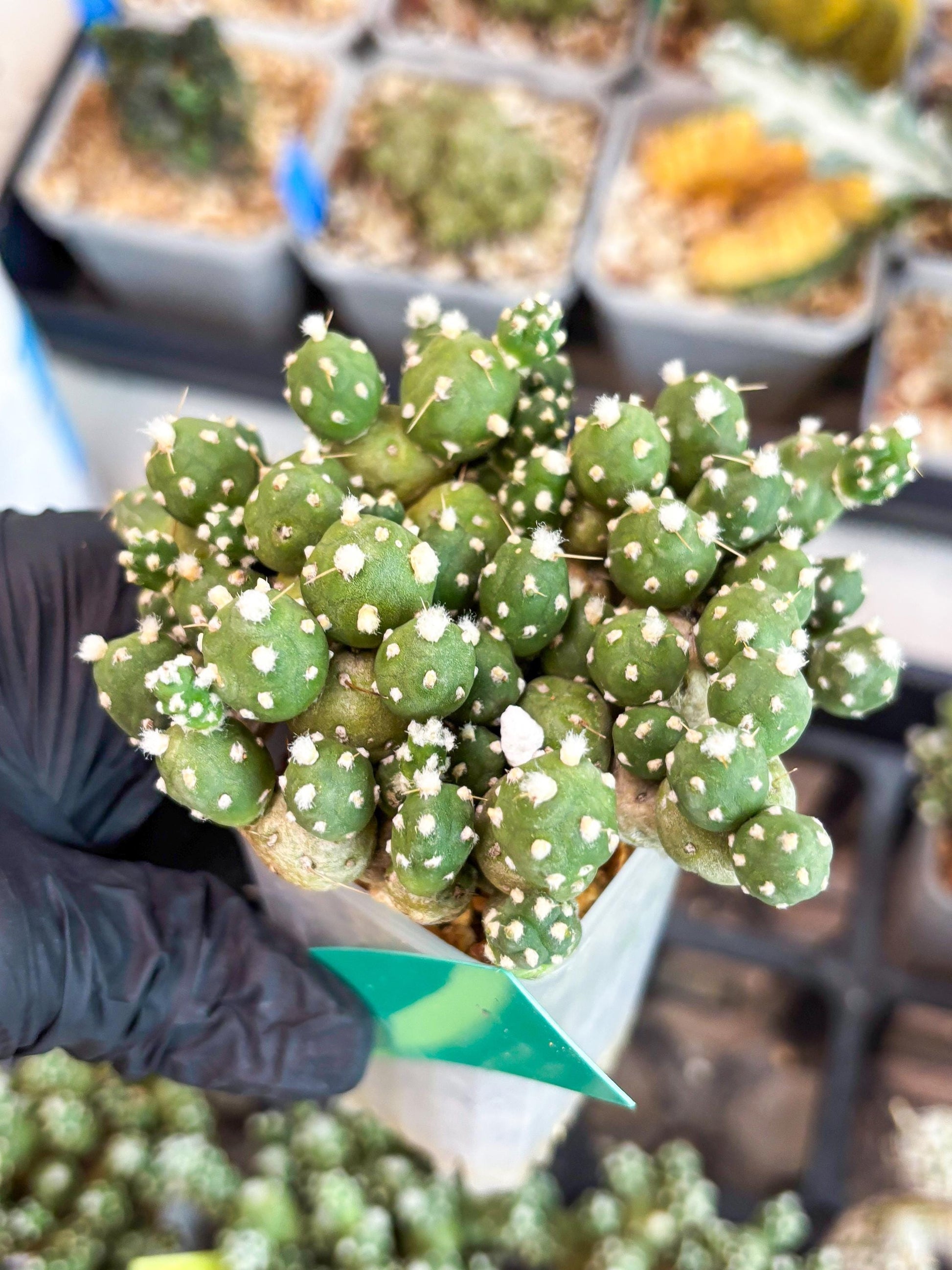 Tephrocactus Rossianus (g) | Imported Cactus