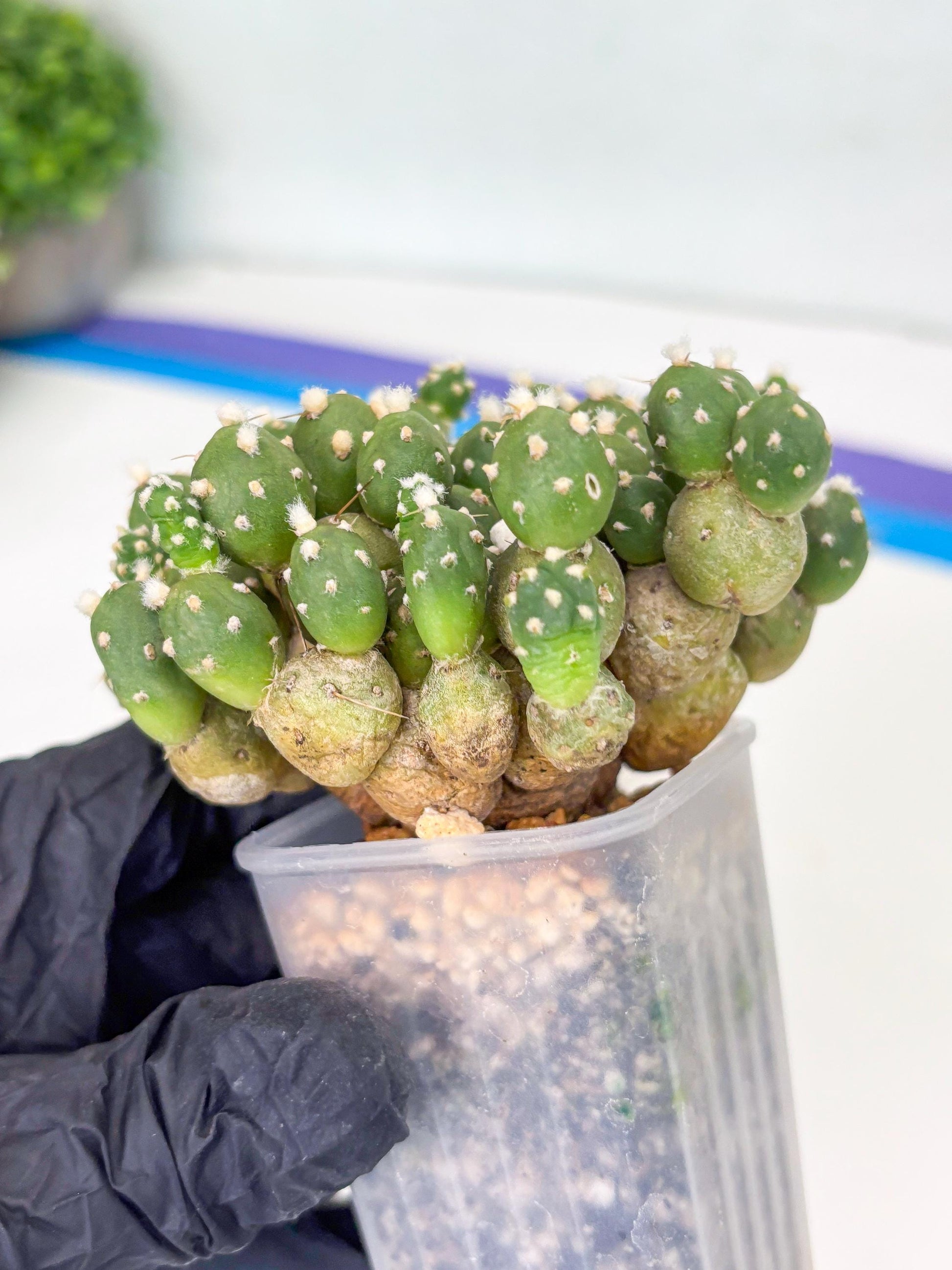 Tephrocactus Rossianus (g) | Imported Cactus