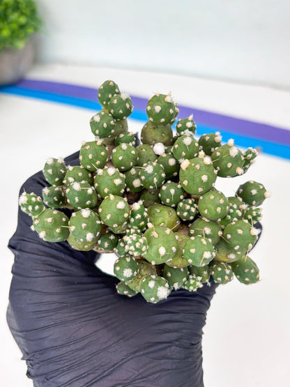 Tephrocactus Rossianus (g) | Imported Cactus