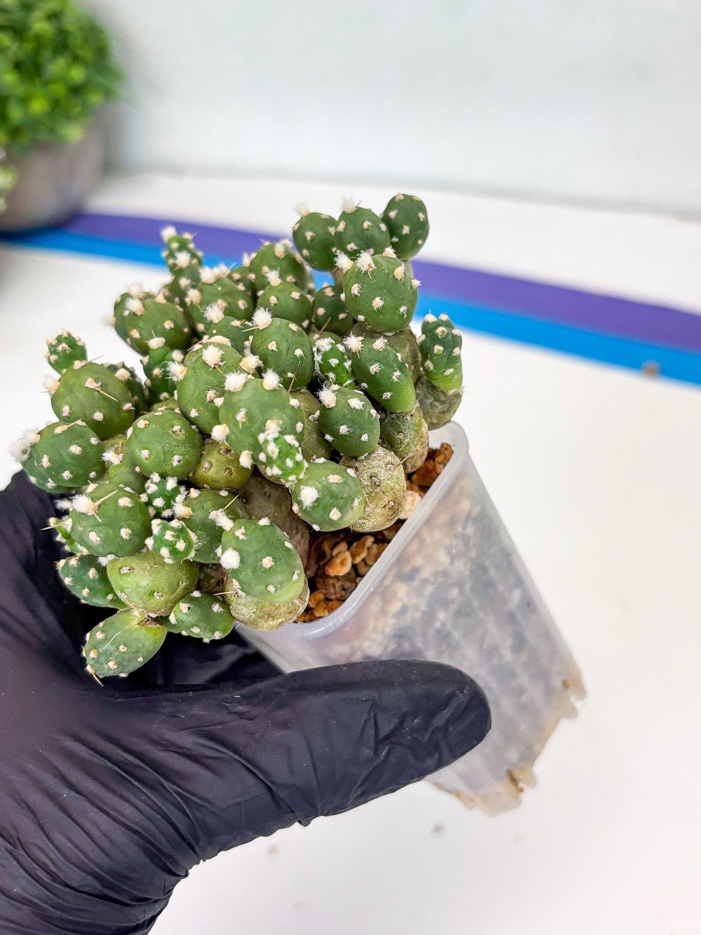 Tephrocactus Rossianus (g) | Imported Cactus