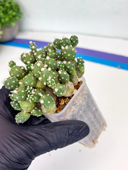 Tephrocactus Rossianus (g) | Imported Cactus