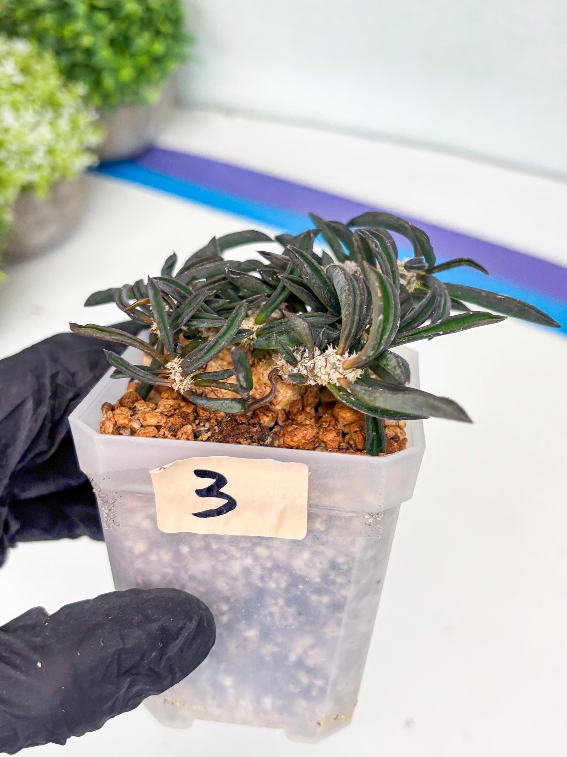 Rare Succulents (#3) | Imported | Assorted Succulent | Sansevieria