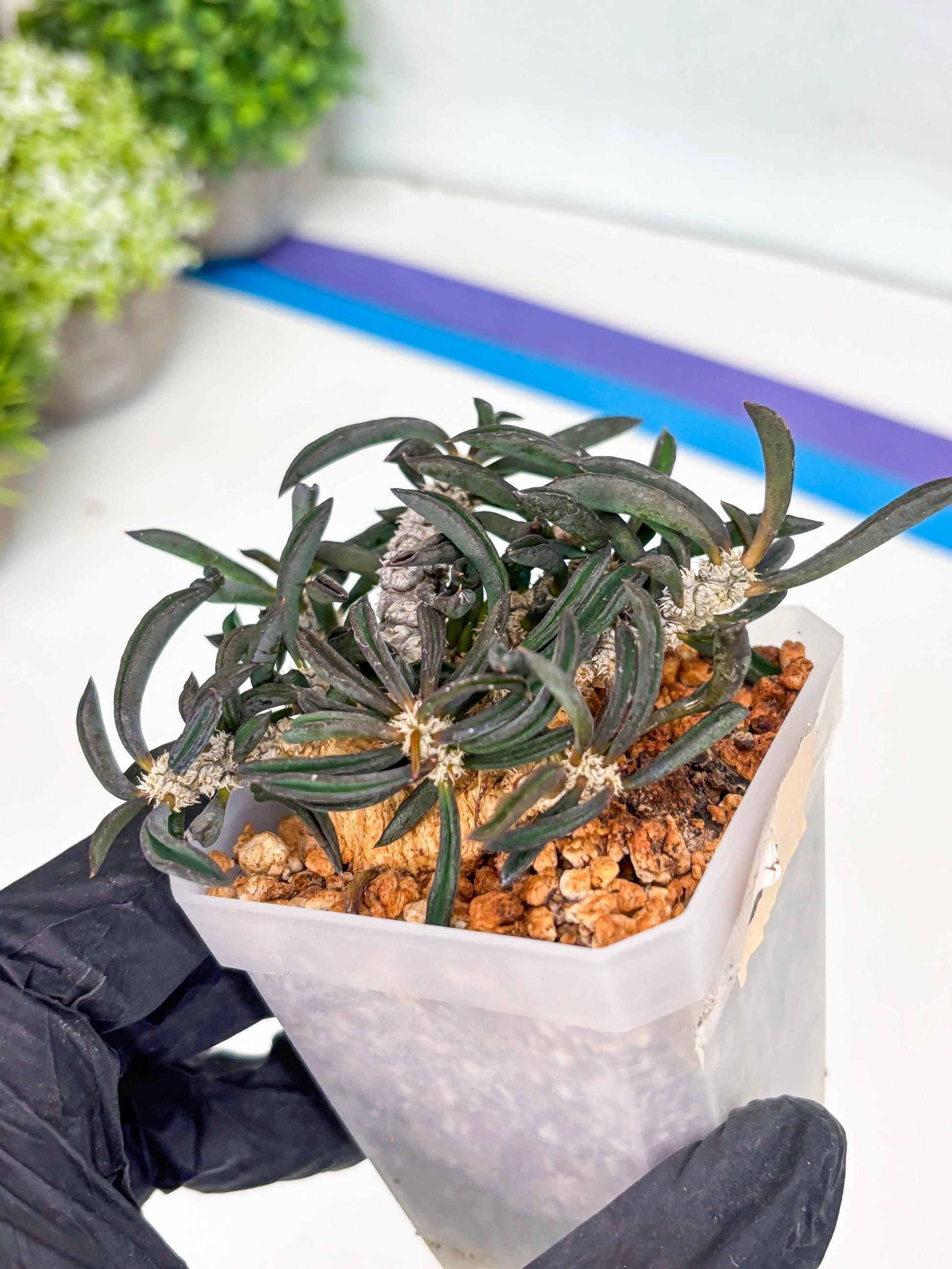 Rare Succulents (#3) | Imported | Assorted Succulent | Sansevieria