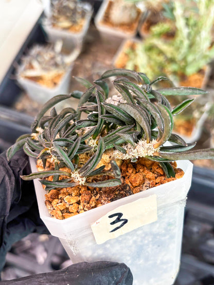 Rare Succulents (#3) | Imported | Assorted Succulent | Sansevieria