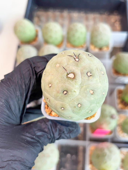 Rare Tephrocactus Geometricus (b) | Single Ball Cactus