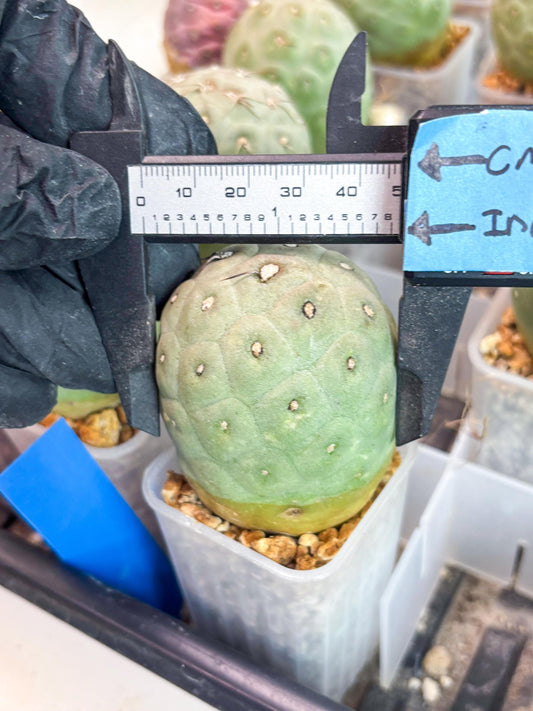 Rare Tephrocactus Geometricus (b) | Single Ball Cactus