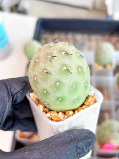 Rare Tephrocactus Geometricus (g) | Single Ball Cactus