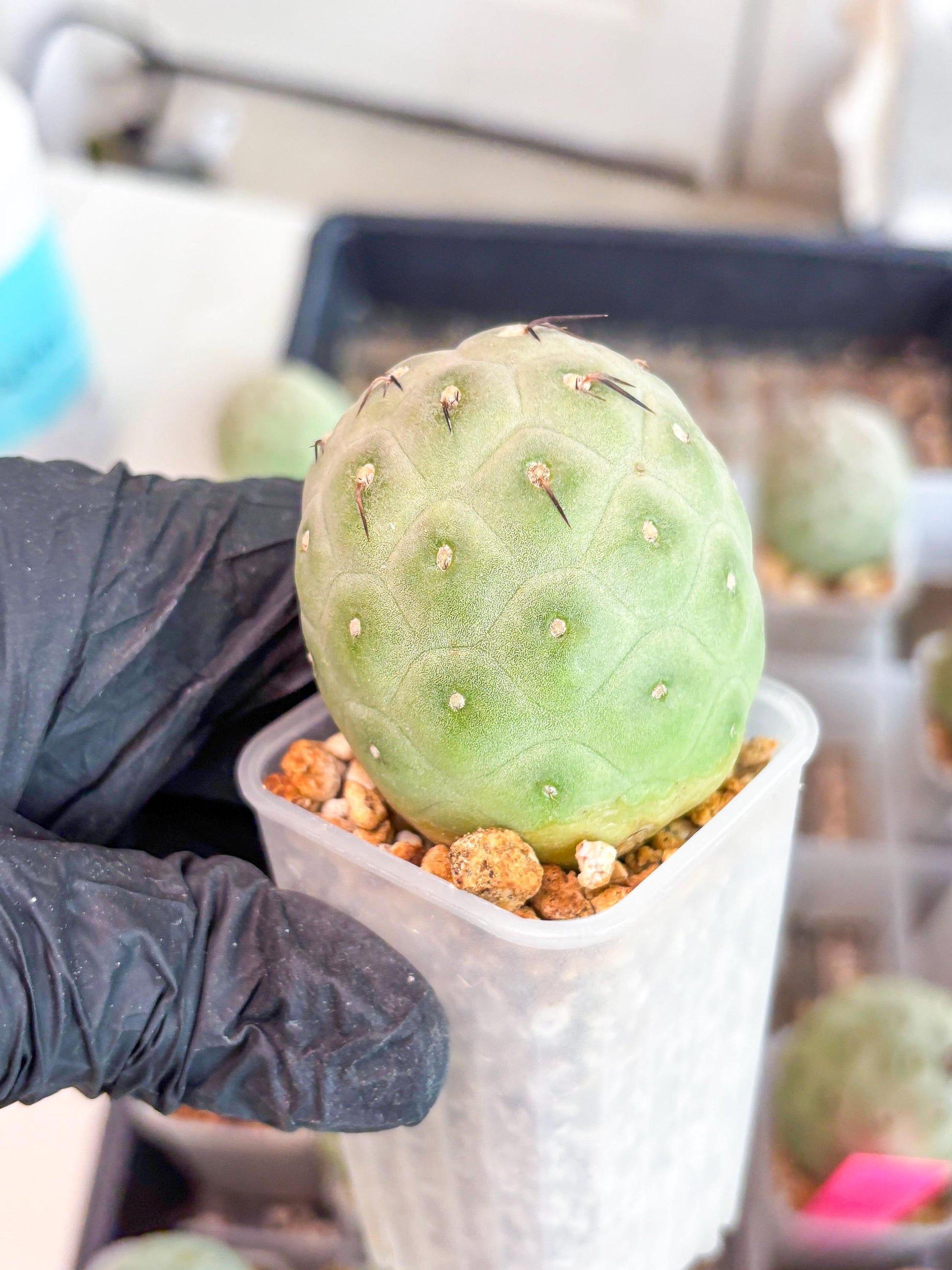Rare Tephrocactus Geometricus (g) | Single Ball Cactus