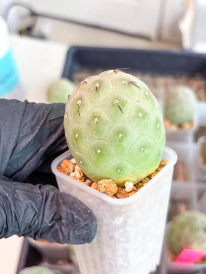 Rare Tephrocactus Geometricus (g) | Single Ball Cactus