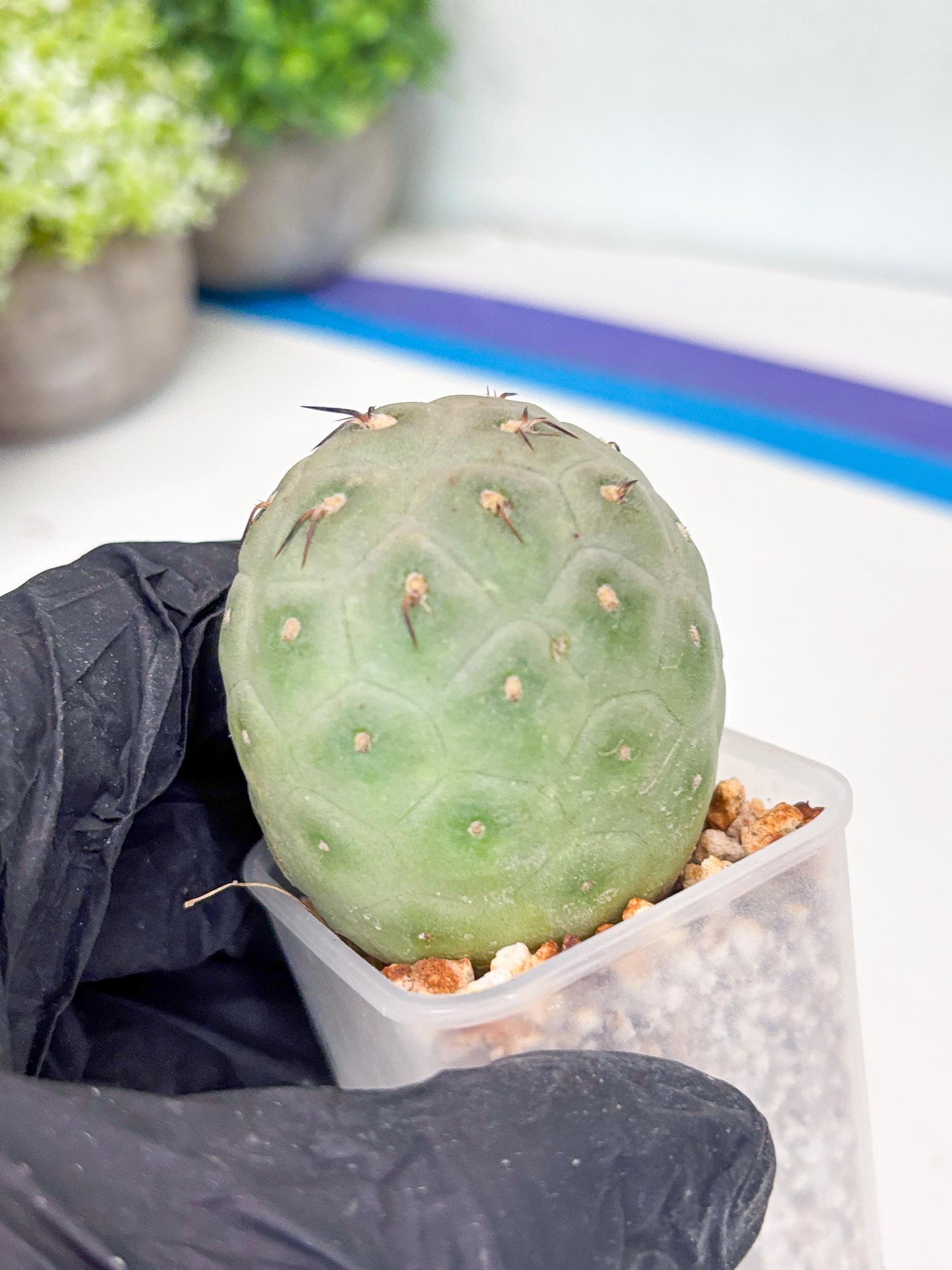 Rare Tephrocactus Geometricus (g) | Single Ball Cactus