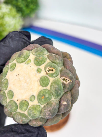 Coryphantha Elephantidens cv. Inermis (P) | Disocunted