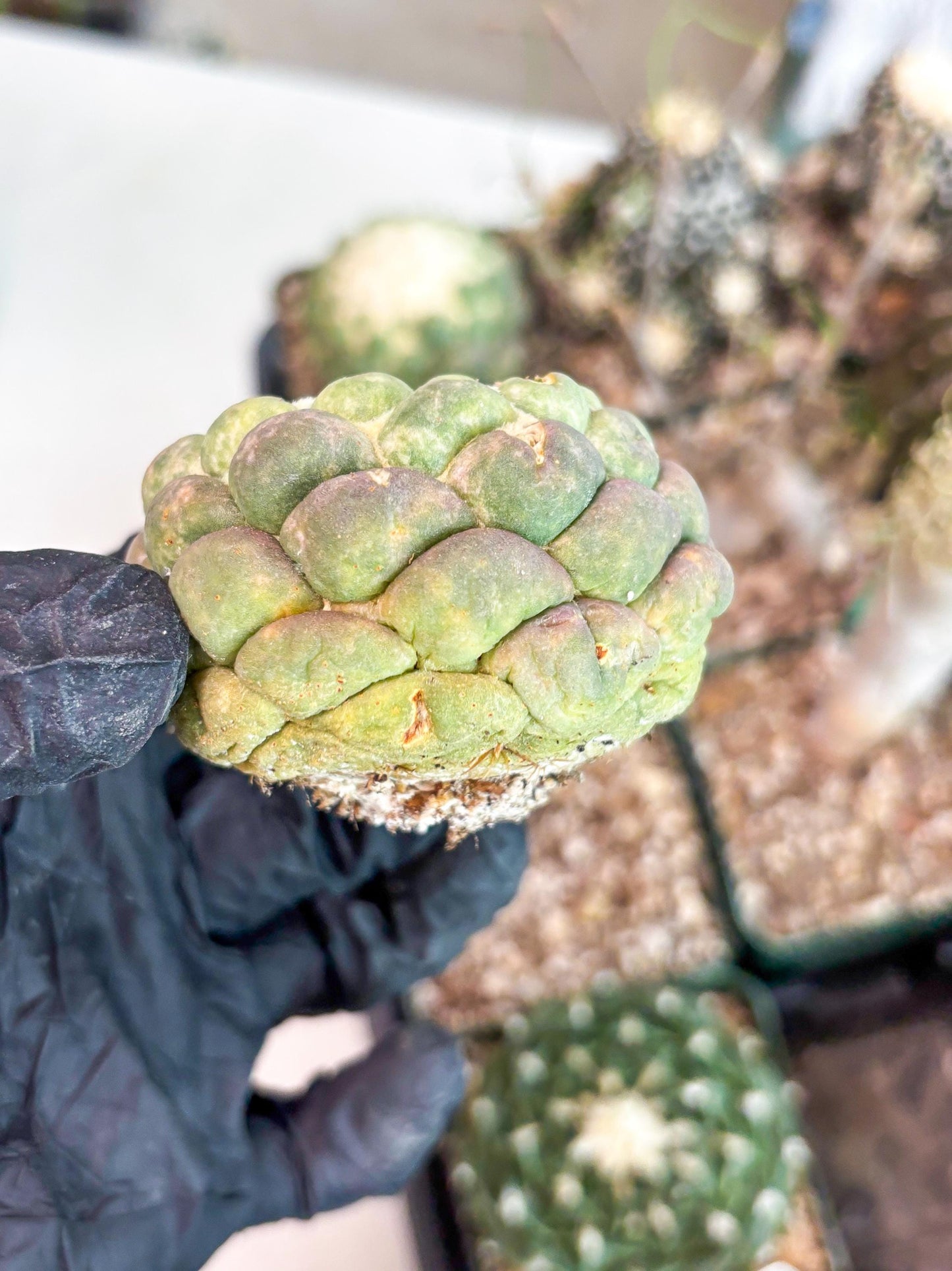 Coryphantha Elephantidens cv. Inermis (P) | Disocunted