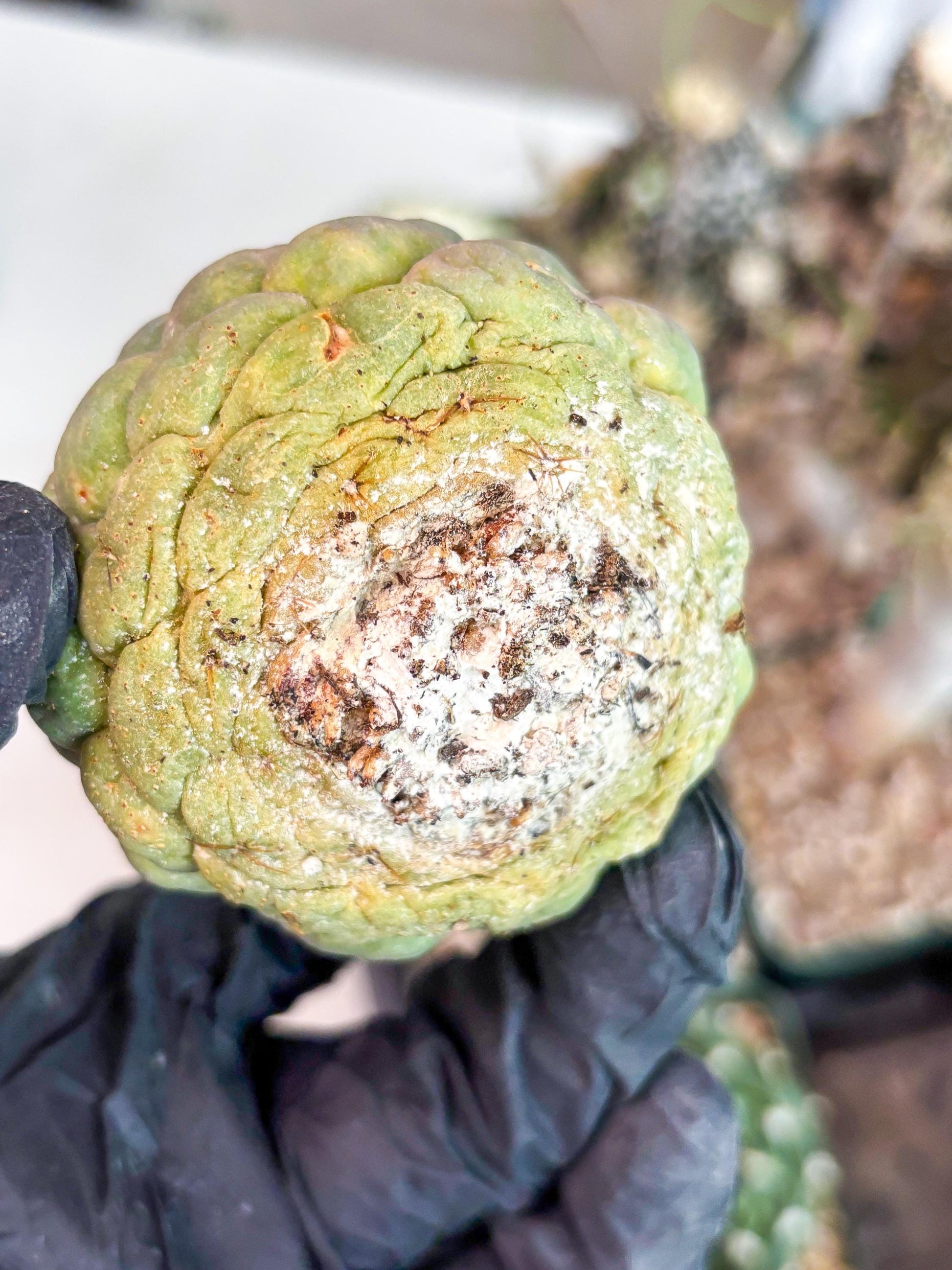 Coryphantha Elephantidens cv. Inermis (P) | Disocunted