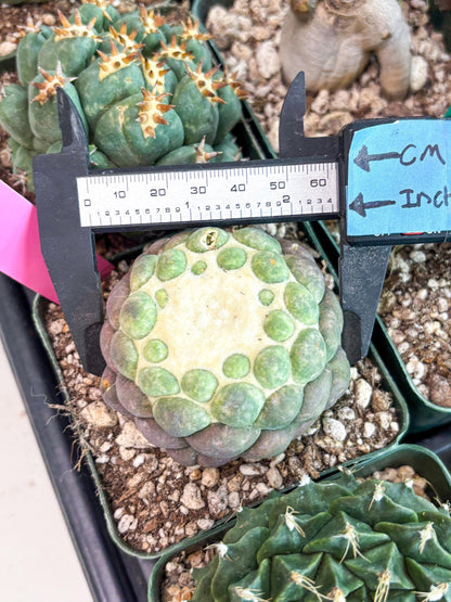Coryphantha Elephantidens cv. Inermis (P) | Disocunted