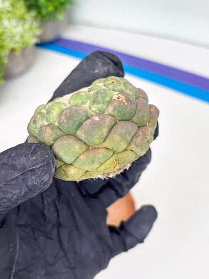 Coryphantha Elephantidens cv. Inermis (P) | Disocunted