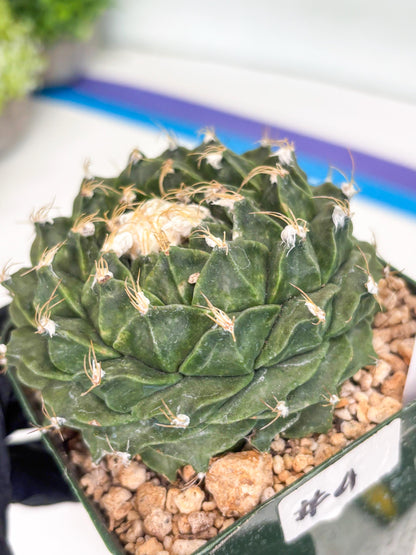 echeveria Cactus (4) | Imported Cactus | Rare Succulent