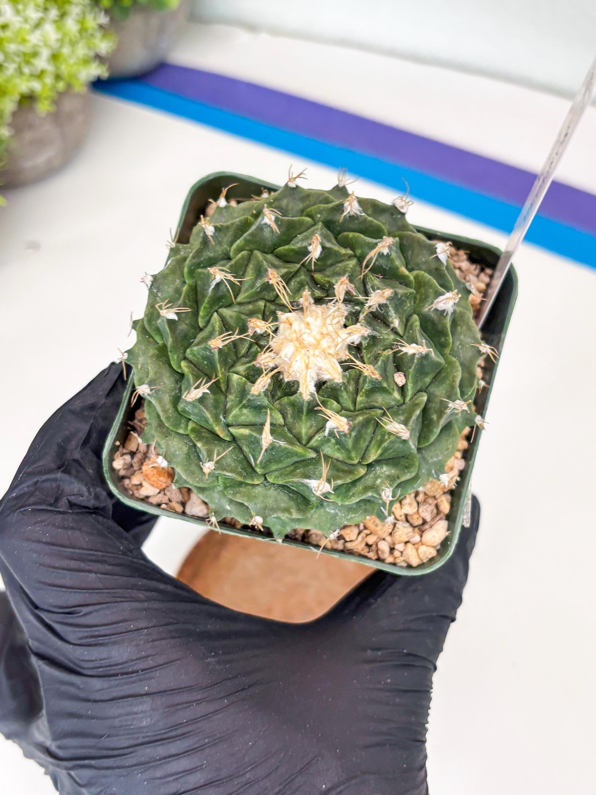 echeveria Cactus (4) | Imported Cactus | Rare Succulent