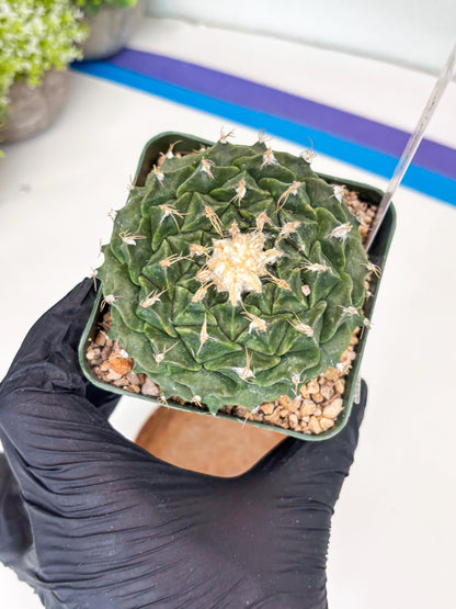 echeveria Cactus (4) | Imported Cactus | Rare Succulent