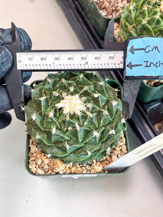 echeveria Cactus (4) | Imported Cactus | Rare Succulent