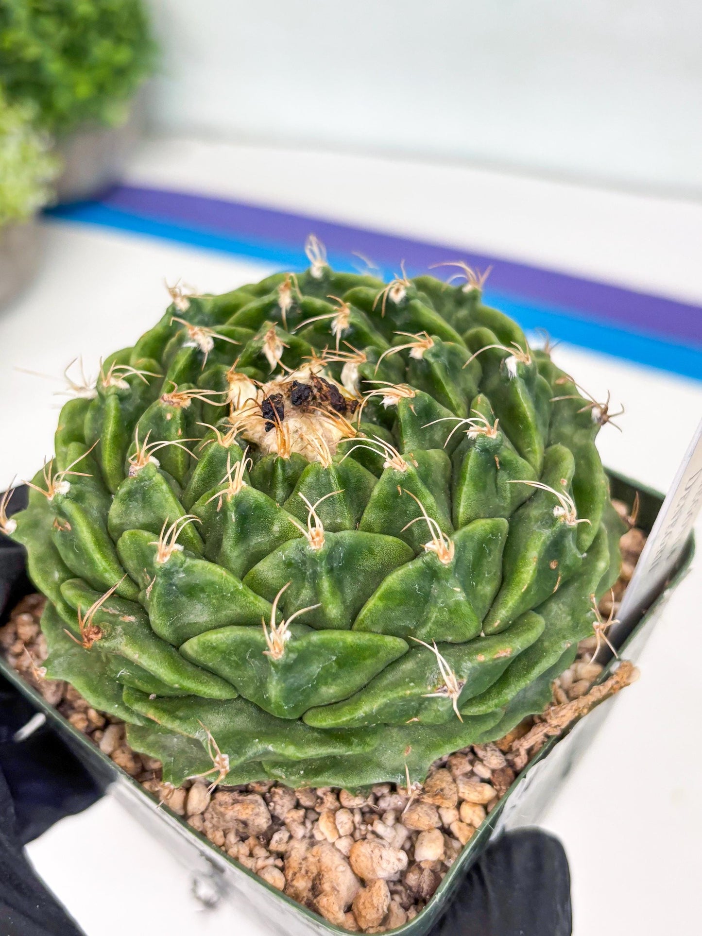echeveria Cactus (3) | Imported Cactus | Rare Succulent