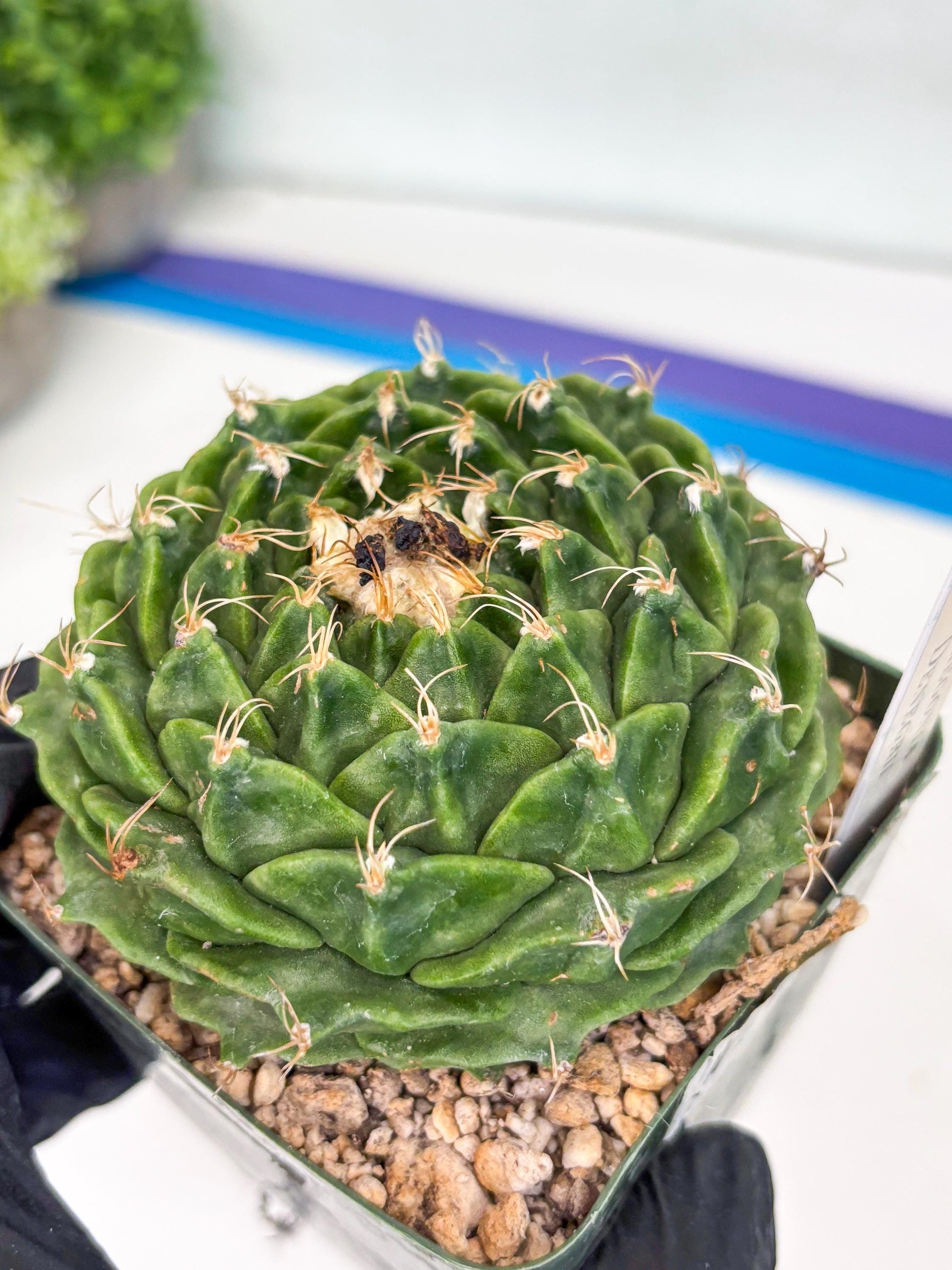 echeveria Cactus (3) | Imported Cactus | Rare Succulent