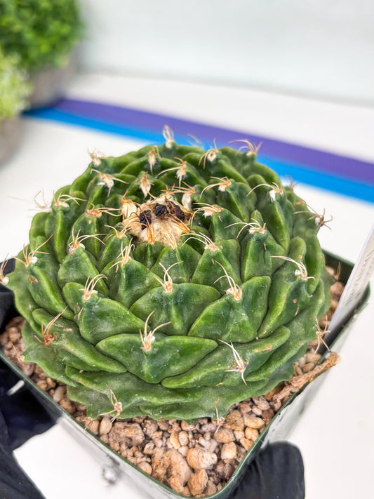 echeveria Cactus (3) | Imported Cactus | Rare Succulent