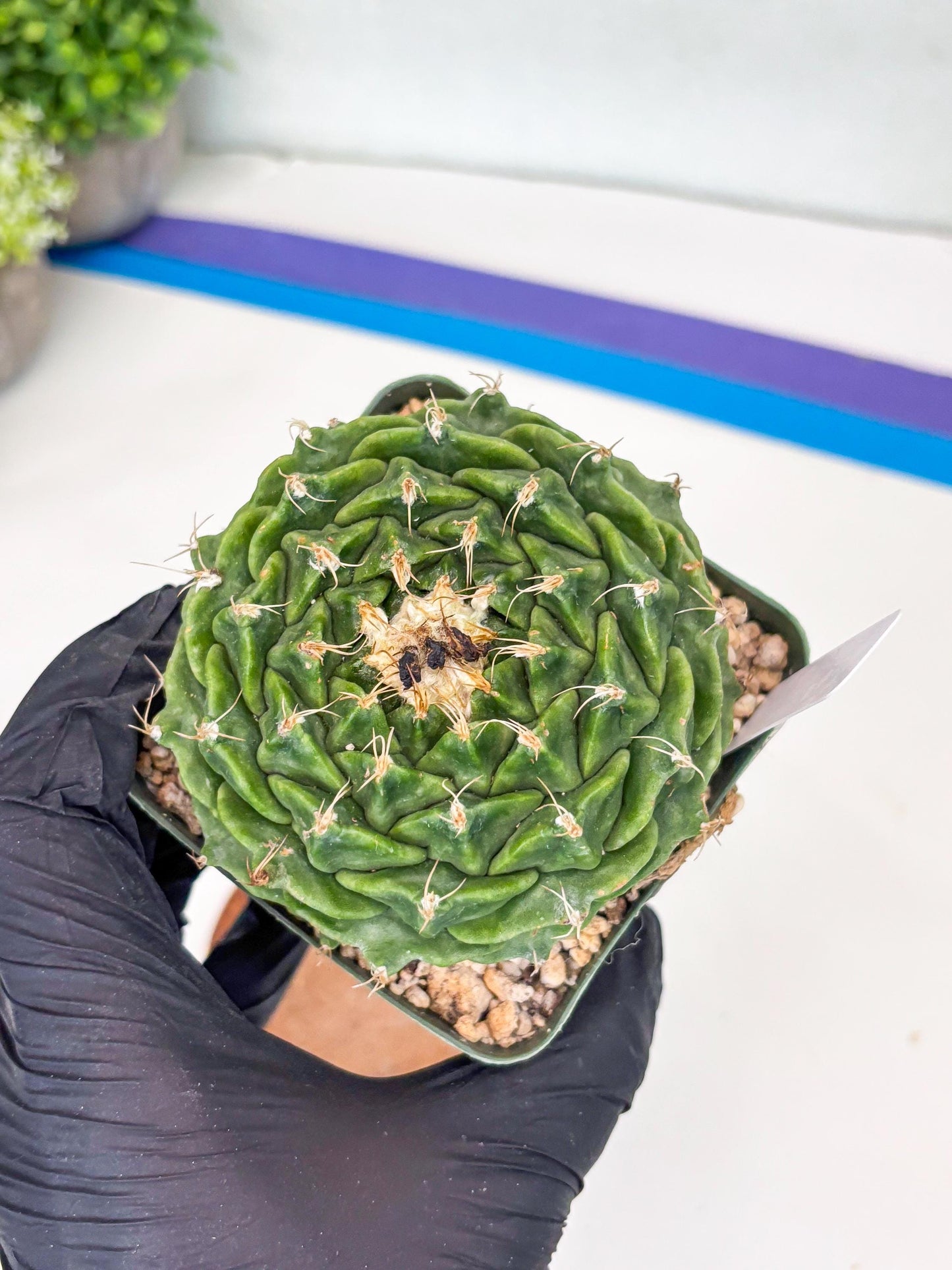 echeveria Cactus (3) | Imported Cactus | Rare Succulent