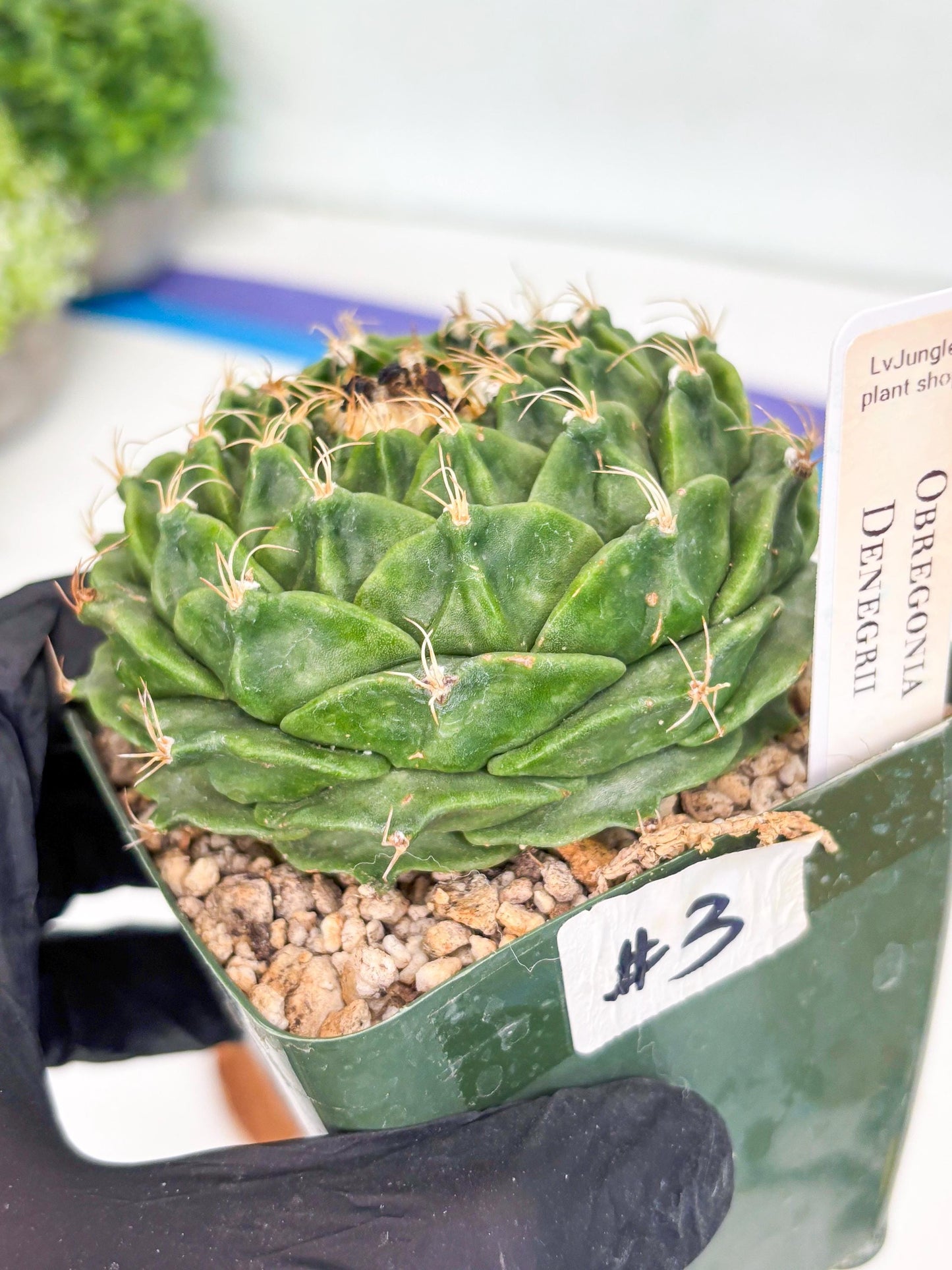 echeveria Cactus (3) | Imported Cactus | Rare Succulent