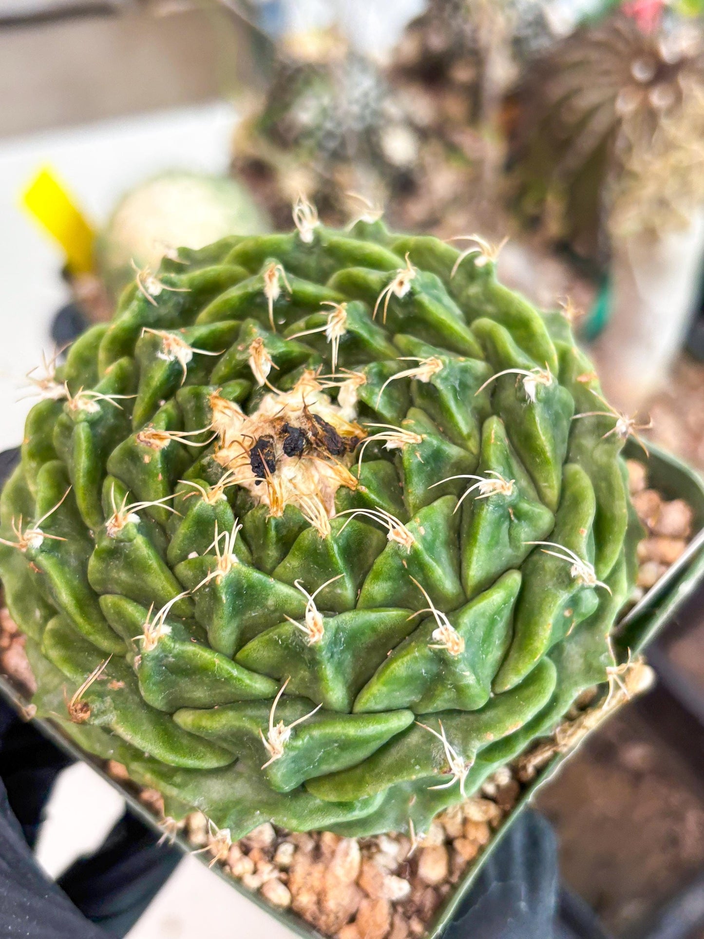 echeveria Cactus (3) | Imported Cactus | Rare Succulent