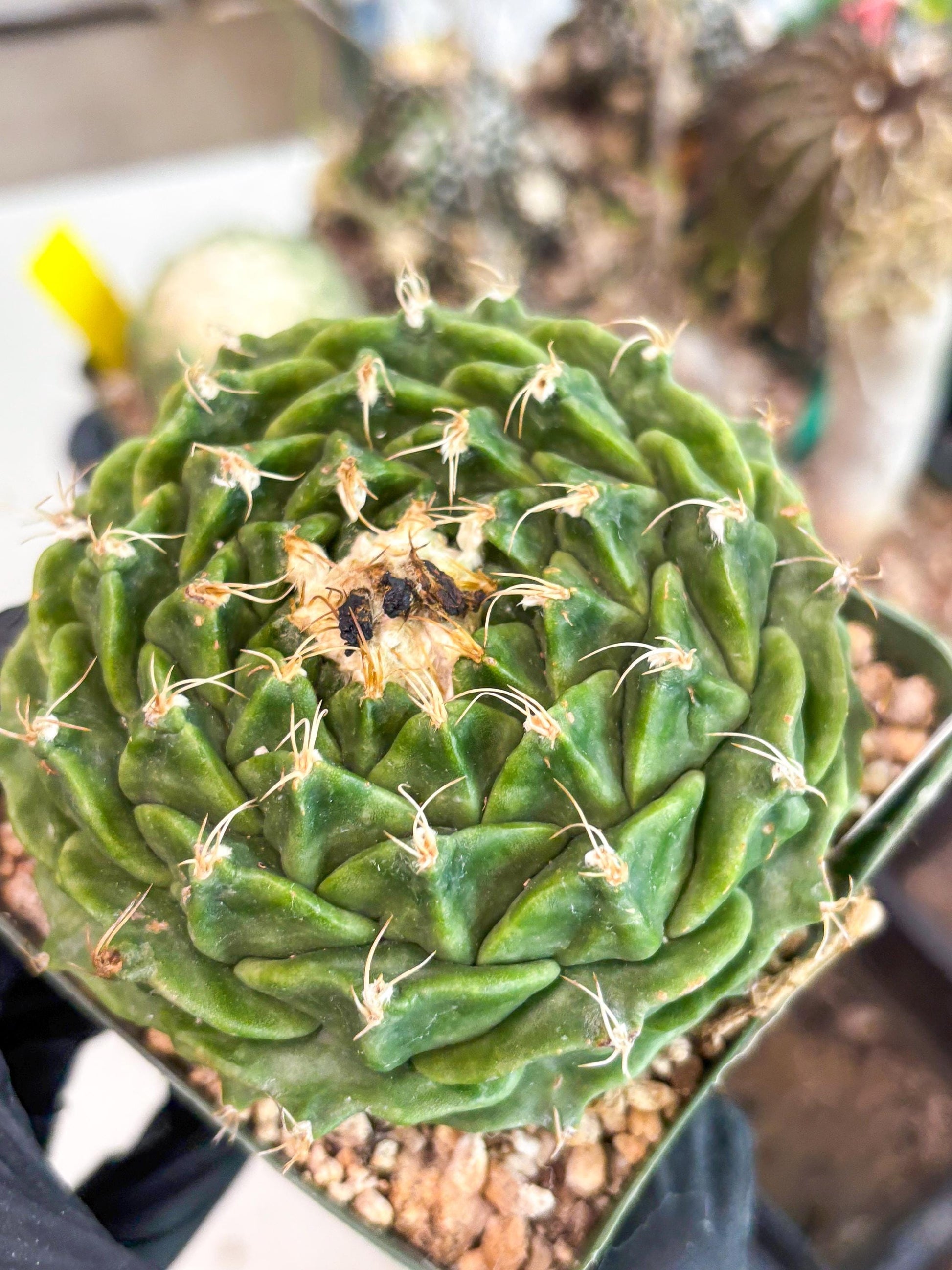 echeveria Cactus (3) | Imported Cactus | Rare Succulent