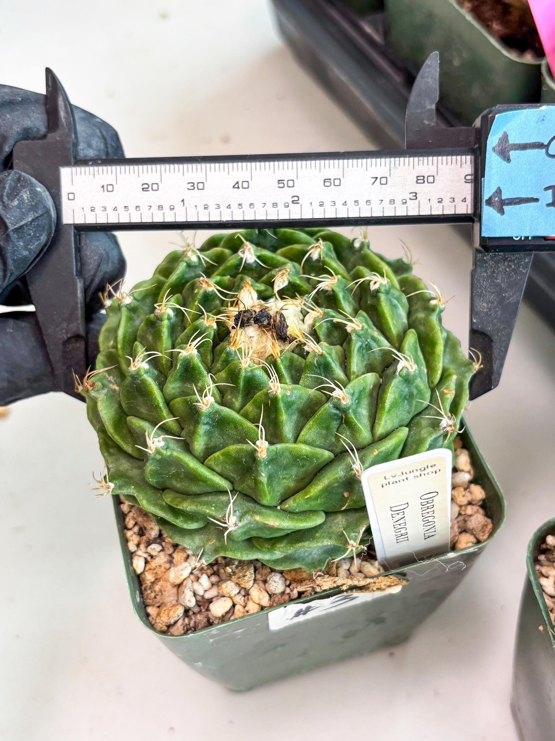 echeveria Cactus (3) | Imported Cactus | Rare Succulent