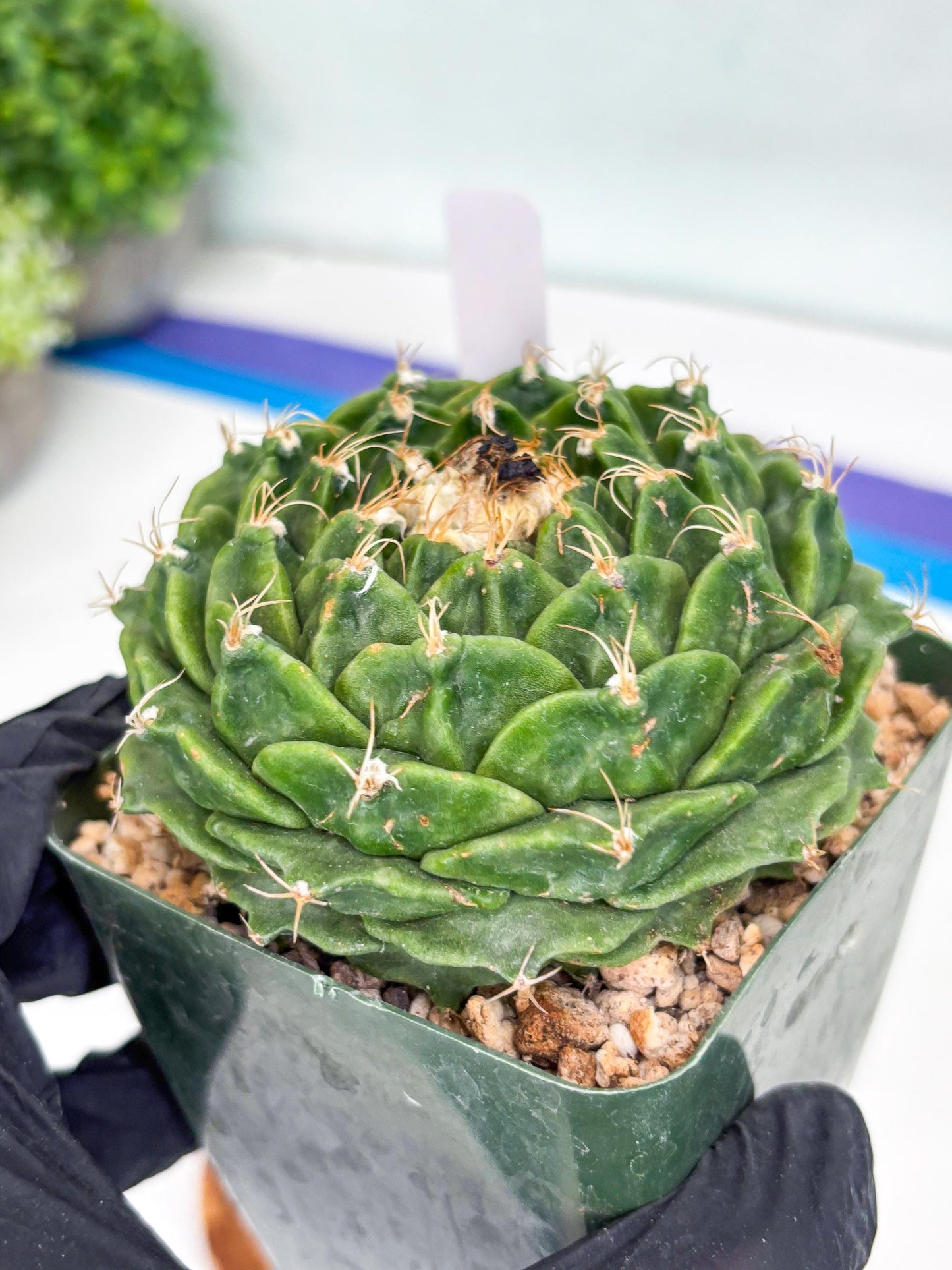 echeveria Cactus (3) | Imported Cactus | Rare Succulent