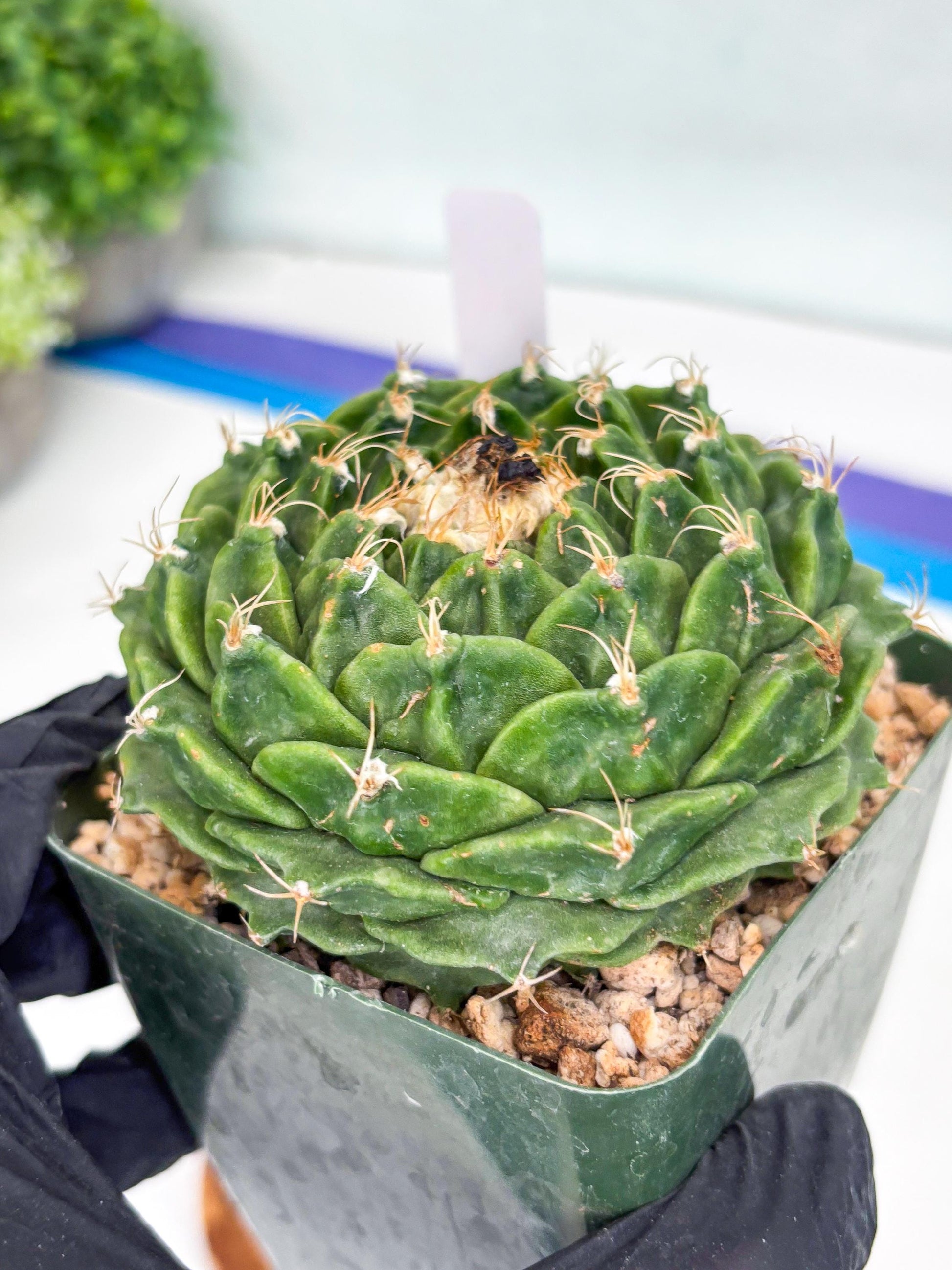 echeveria Cactus (3) | Imported Cactus | Rare Succulent