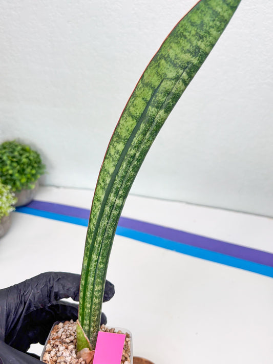 Sansevieria sinus-simiorum CG09 (p) | Imported Plant
