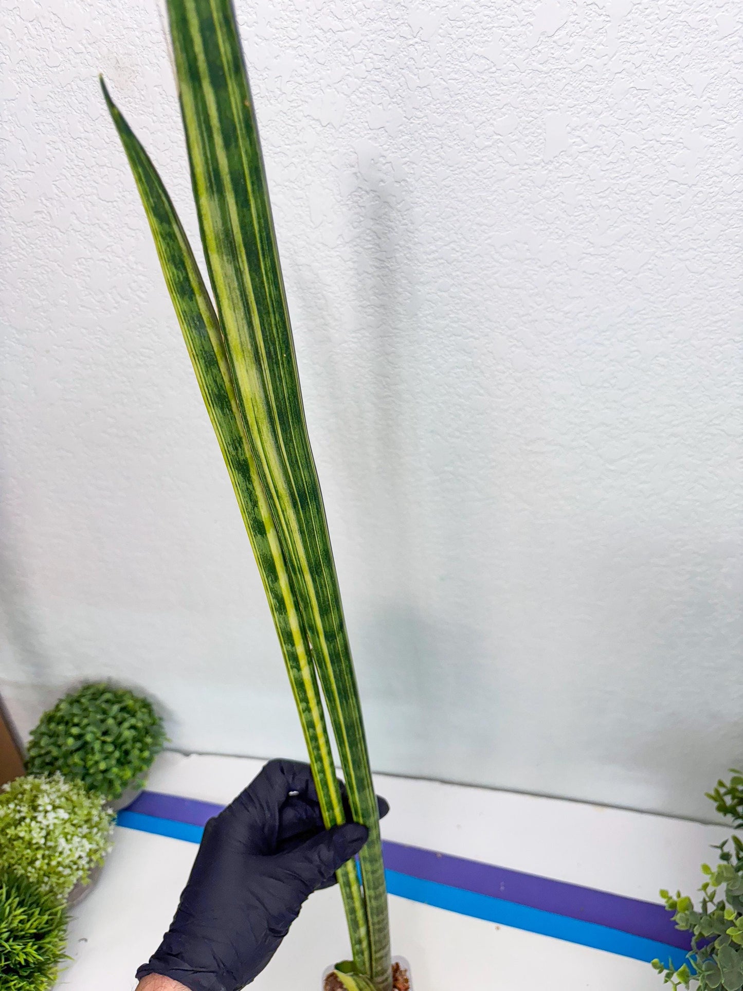 Sansevieria Trifasciata Parva Stick Var (p) | Imported Plant